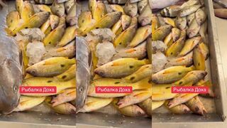 Доха, Катар: морская рыбалка и озёрная снасть — что брать на корниш?