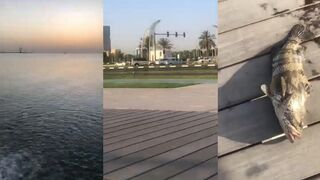 Доха, Corniche — ежедневные поклевки: когда лучше выходит хищник?