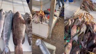 Medina, Saudi — рыбный аукцион: чем живёт морская рыбалка в регионе