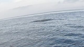 Saudi, Red Sea — удачный уикенд: рыбалка с берега и лодки, лучшие часы