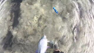 Saudi, Red Sea — удачный уикенд: рыбалка с берега и лодки, лучшие часы