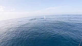 Saudi, Red Sea — удачный уикенд: рыбалка с берега и лодки, лучшие часы