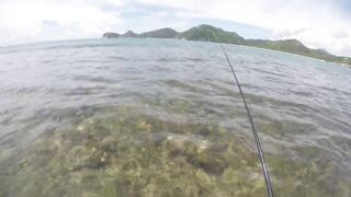 Mahé, Seychelles — рыбалка с берега, часть 3: утренний выход хищника