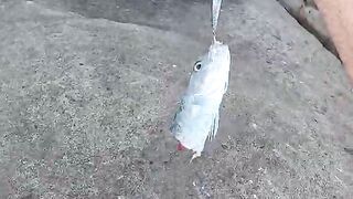 Mahé, Seychelles — барракуда на свале: морская рыбалка на джиг и воблер