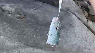 Mahé, Seychelles — барракуда на свале: морская рыбалка на джиг и воблер