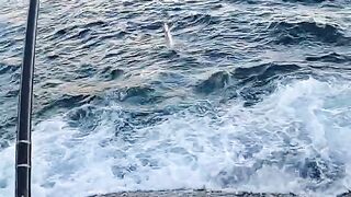 Mahé, Seychelles — барракуда на свале: морская рыбалка на джиг и воблер