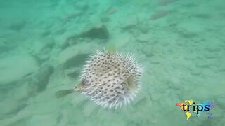 Mahé, Seychelles — морская рыбалка: приключение в Индийском океане