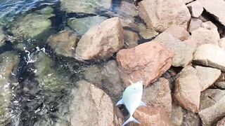 Mahé, Bel Ombre, Seychelles: рыбалка и снорклинг у кромки рифа