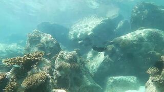 Mahé, Bel Ombre, Seychelles: рыбалка и снорклинг у кромки рифа