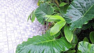 Praslin, Seychelles — большой выпуск: рыбалка, пляжи, казино