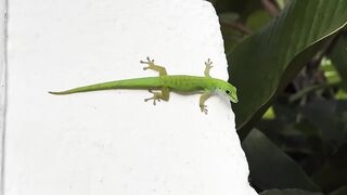 Сейшелы — природа La Digue, Praslin, Mahé: где рыбалка у рифа?