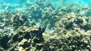 Сейшелы — природа La Digue, Praslin, Mahé: где рыбалка у рифа?