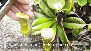 Сейшелы — природа La Digue, Praslin, Mahé: где рыбалка у рифа?