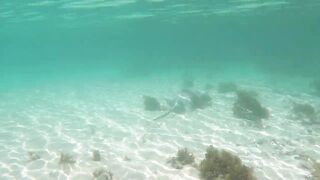 Сейшелы — природа La Digue, Praslin, Mahé: где рыбалка у рифа?