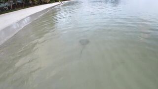 Praslin, Seychelles — видеоблог: пляжи, находки и рыбалка у камней