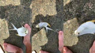 Praslin, Seychelles — angel fish у берега: клюёт ли на микроджиг?