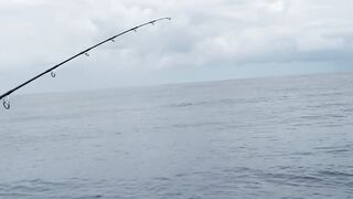 Praslin, Seychelles — рыбалка, октябрь 2017: итоги поездки