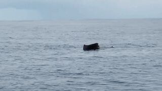 Praslin, Seychelles — рыбалка, октябрь 2017: итоги поездки