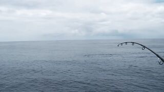 Praslin, Seychelles — рыбалка, октябрь 2017: итоги поездки