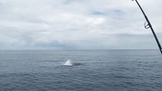 Praslin, Seychelles — рыбалка, октябрь 2017: итоги поездки