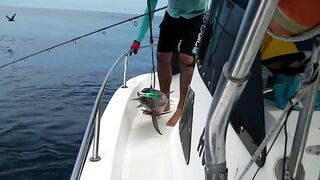 Praslin, Seychelles — рыбалка, октябрь 2017: итоги поездки