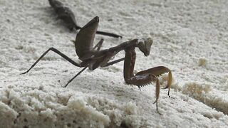 La Digue, Seychelles — Анс Север: рыбалка на 4-й день по плану