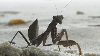 La Digue, Seychelles — Анс Север: рыбалка на 4-й день по плану