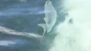 La Digue, Seychelles — плавание с рыбой: клюёт ли после снорка?