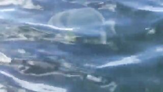 La Digue, Seychelles — плавание с рыбой: клюёт ли после снорка?