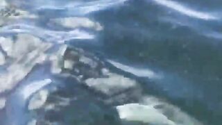 La Digue, Seychelles — плавание с рыбой: клюёт ли после снорка?