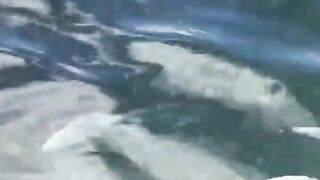 La Digue, Seychelles — плавание с рыбой: клюёт ли после снорка?