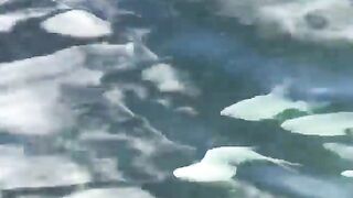 La Digue, Seychelles — плавание с рыбой: клюёт ли после снорка?