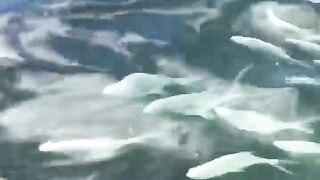 La Digue, Seychelles — плавание с рыбой: клюёт ли после снорка?