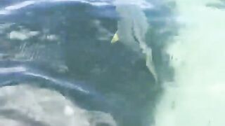 La Digue, Seychelles — плавание с рыбой: клюёт ли после снорка?