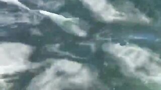 La Digue, Seychelles — плавание с рыбой: клюёт ли после снорка?