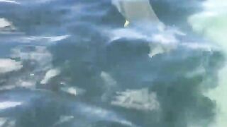 La Digue, Seychelles — плавание с рыбой: клюёт ли после снорка?