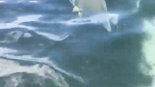 La Digue, Seychelles — плавание с рыбой: клюёт ли после снорка?