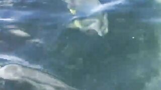 La Digue, Seychelles — плавание с рыбой: клюёт ли после снорка?