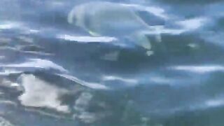 La Digue, Seychelles — плавание с рыбой: клюёт ли после снорка?