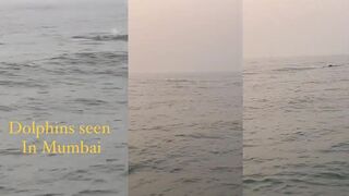 Mumbai — дельфины у катеров, где искать рыбу рядом с косяками