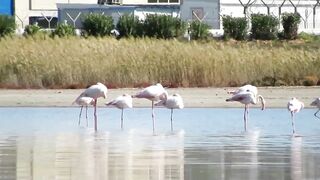 Larnaca Salt Lake — розовые фламинго, а рыбалка где рядом?
