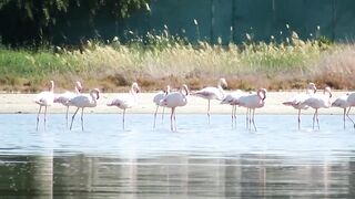Larnaca Salt Lake — розовые фламинго, а рыбалка где рядом?