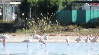 Larnaca Salt Lake — розовые фламинго, а рыбалка где рядом?