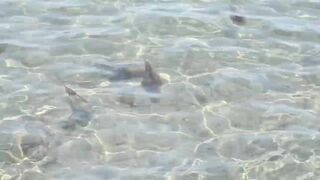 Larnaca, Finikoudes — кальмары у берега ночью на свет