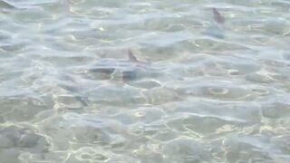 Larnaca, Finikoudes — кальмары у берега ночью на свет