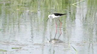 Ladies Mile, Limassol — кулики на косе и клев по бровке