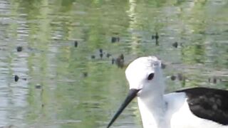 Ladies Mile, Limassol — кулики на косе и клев по бровке