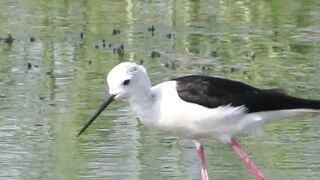 Ladies Mile, Limassol — кулики на косе и клев по бровке