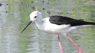 Ladies Mile, Limassol — кулики на косе и клев по бровке