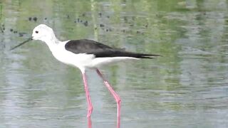 Ladies Mile, Limassol — кулики на косе и клев по бровке